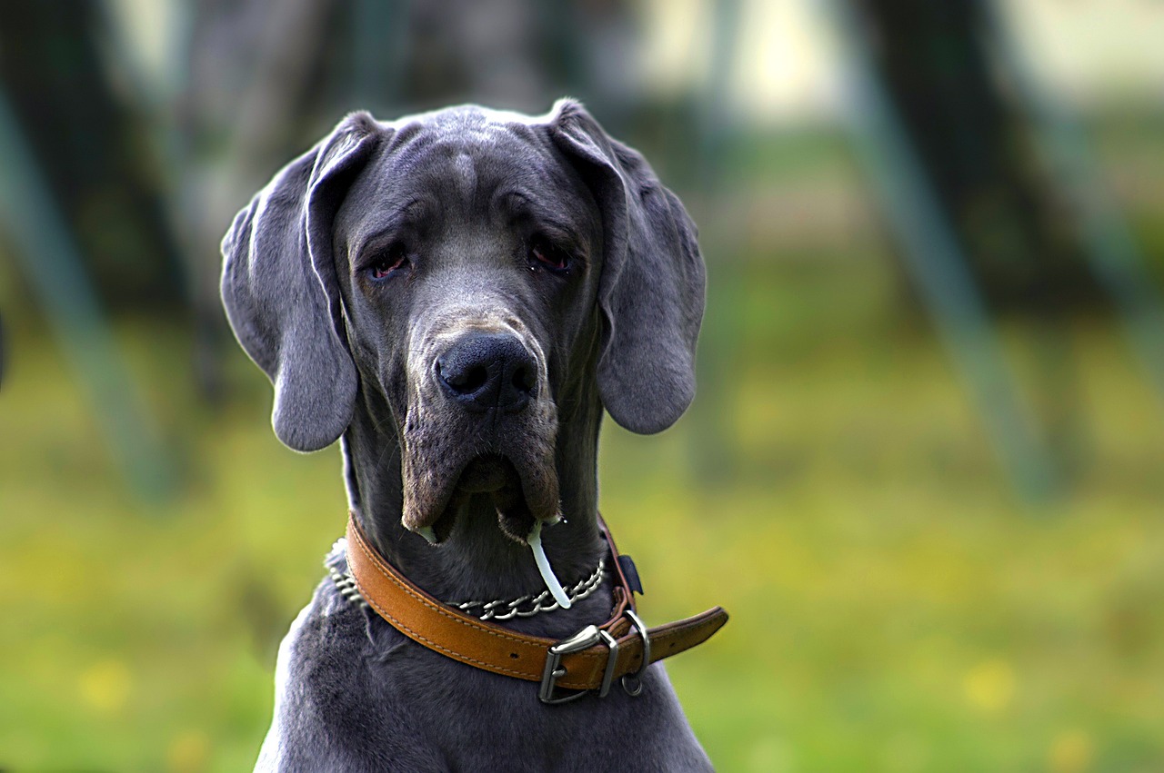 Dog Poop Pickup in Ecorse Michigan