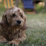 Dog Poop Pickup in Ecorse Michigan