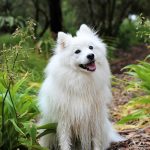 Dog Poop Pickup in Ecorse Michigan