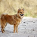 Dog Poop Pickup in Ecorse Michigan