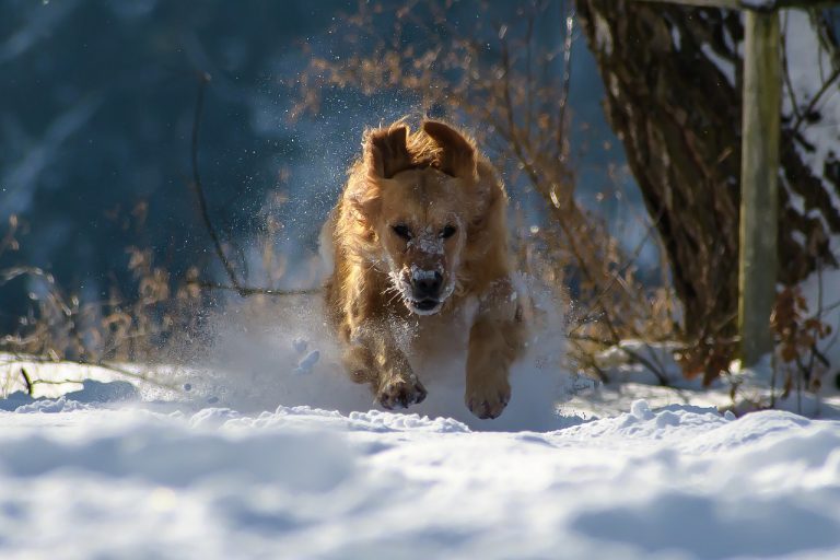 Dog Poop Pickup in Ecorse Michigan