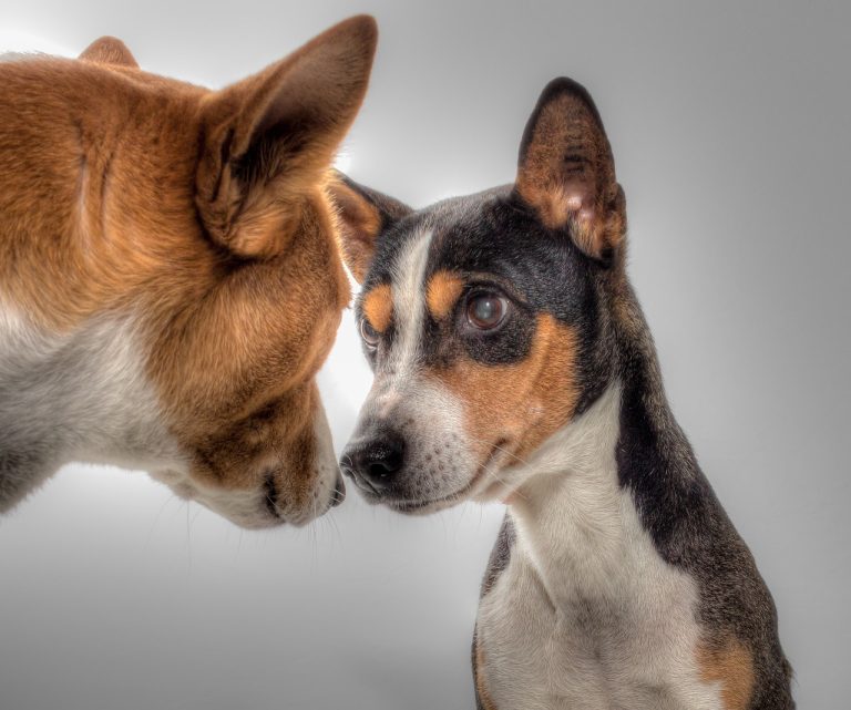 Dog Poop Pickup in Ecorse Michigan